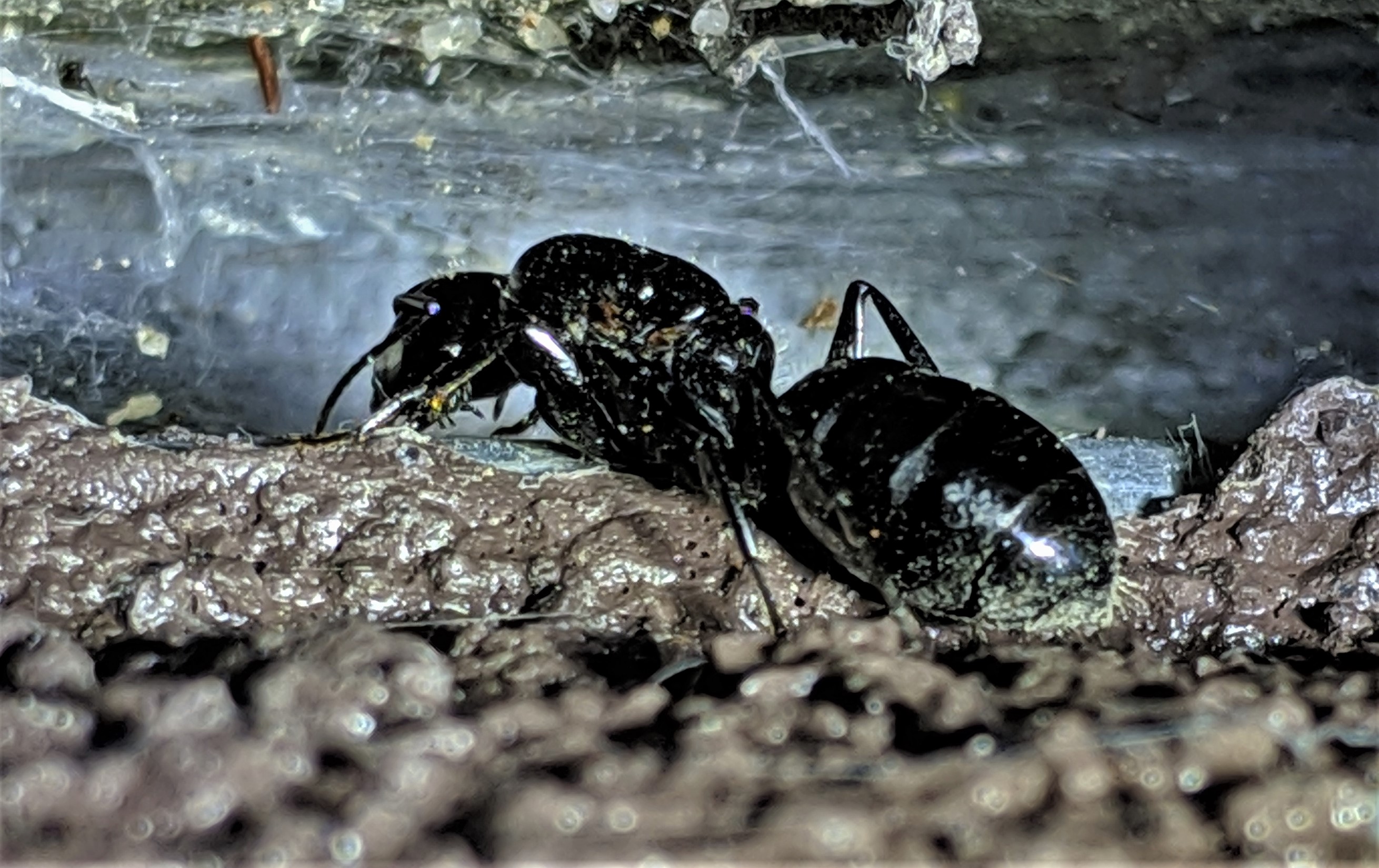 Carpenter Ant Queen